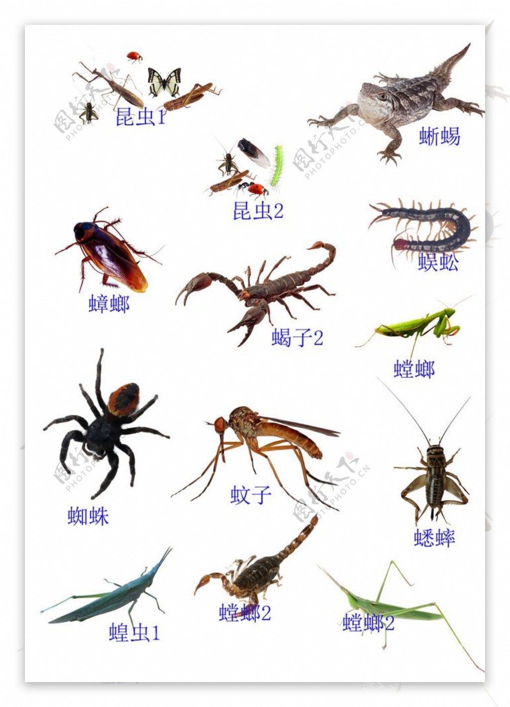 昆虫世界图片