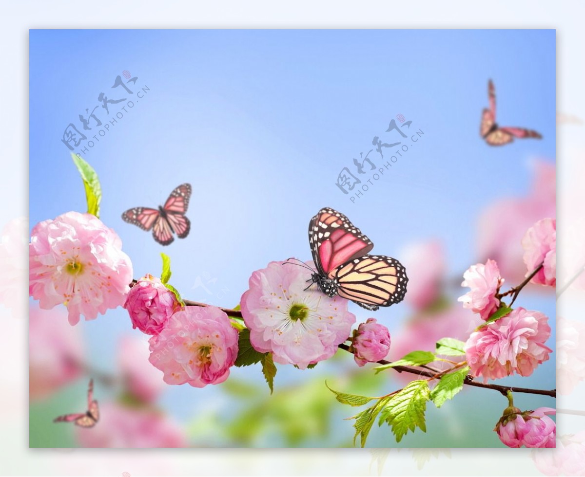 蝴蝶与梅花图片