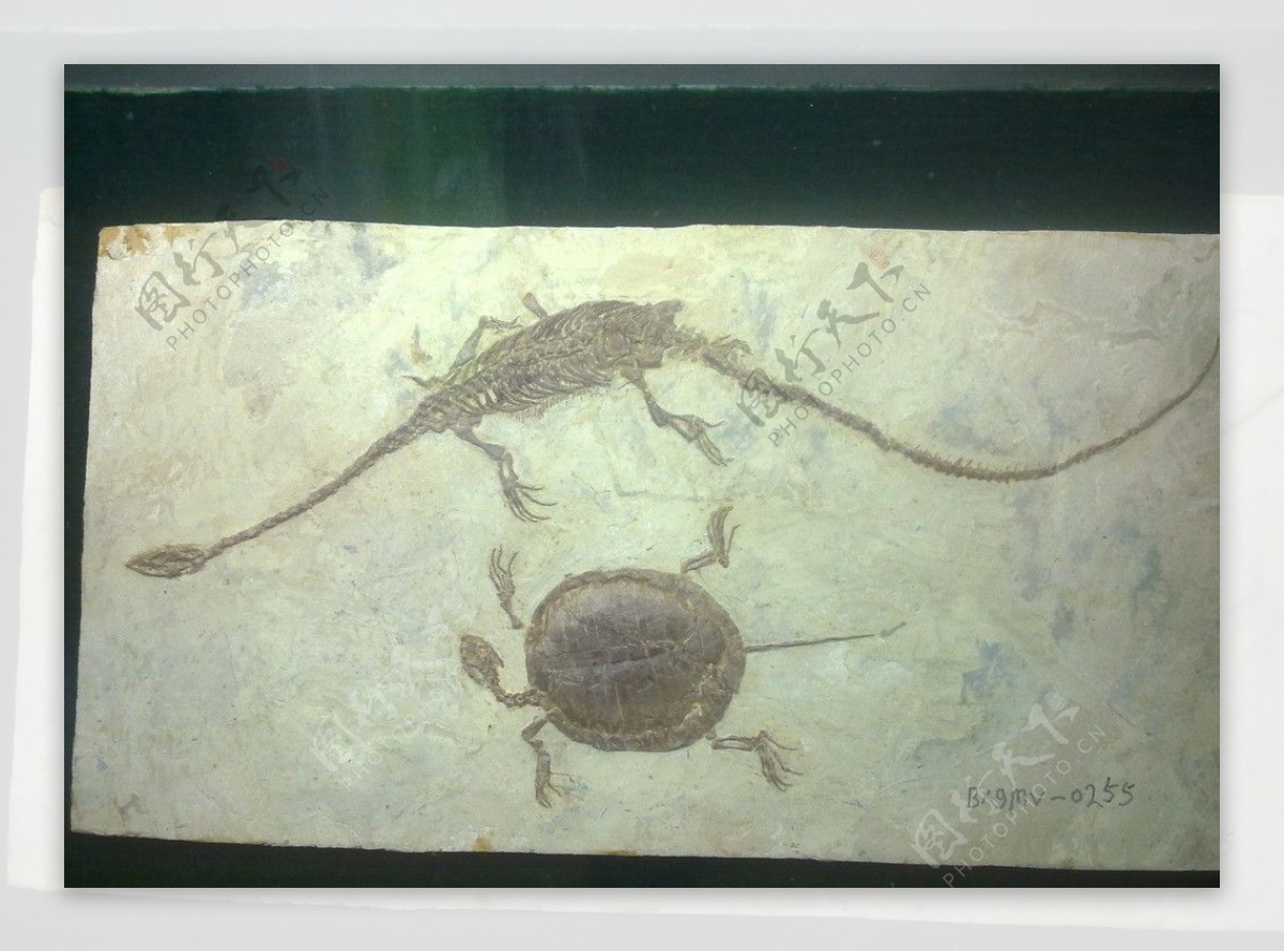 古代化石长颈龙和海龟图片