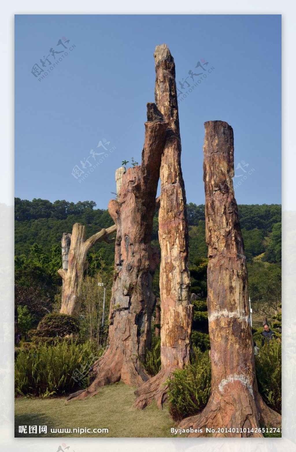 树木化石图片