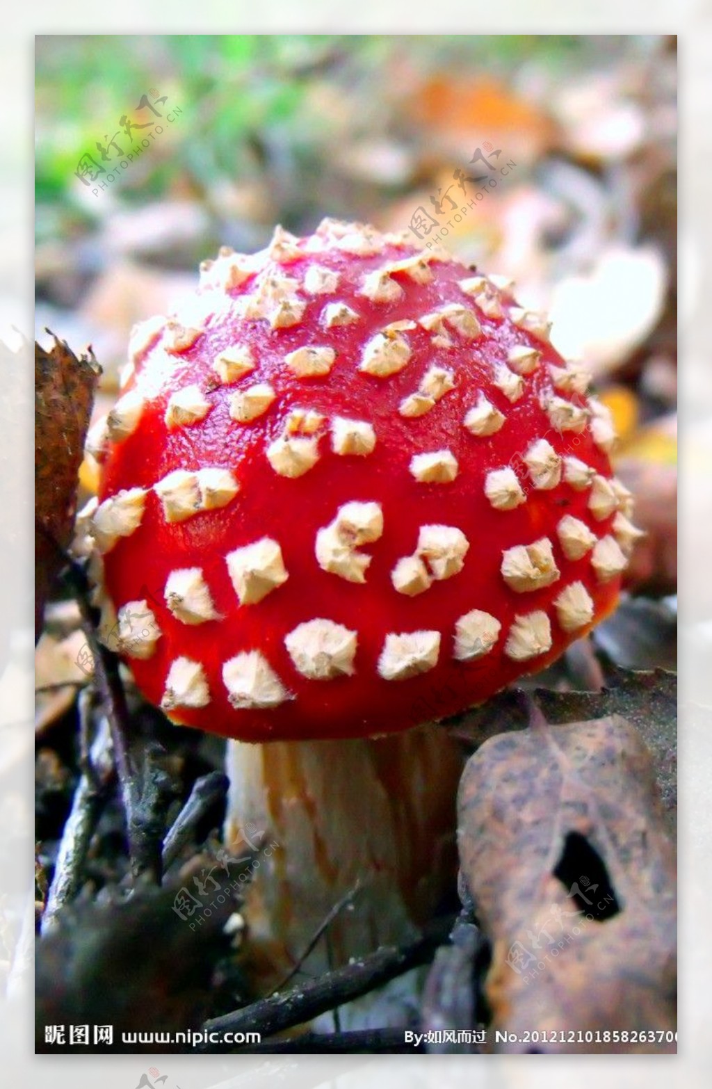 新鲜蘑菇图片_蛙客网viwik.com
