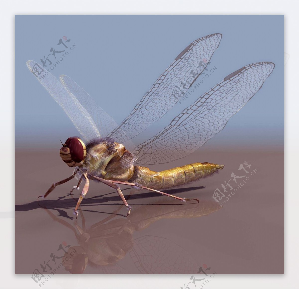 CBDIABLO蜻蜓3d模型图片