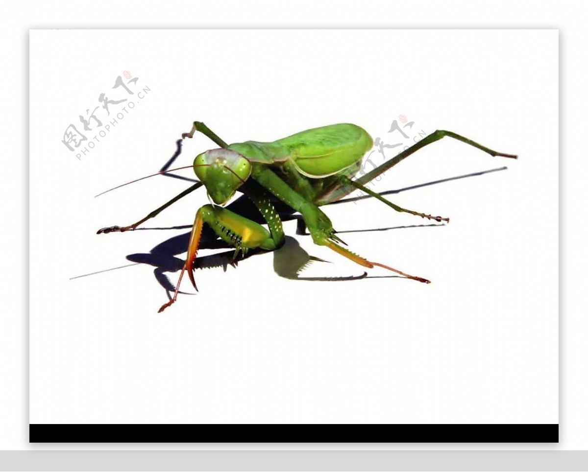 AI绘制的逼真螳螂图片