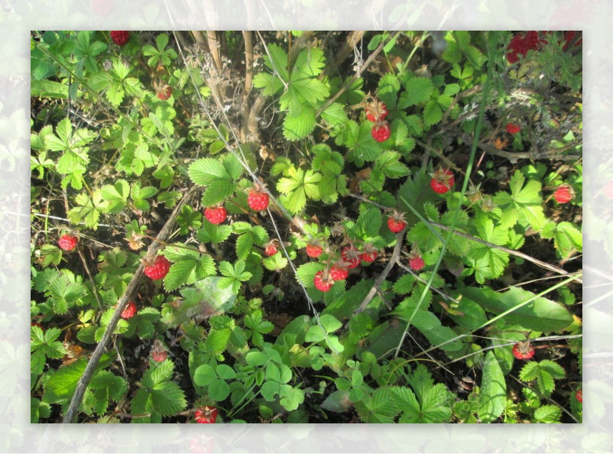 野草莓图片