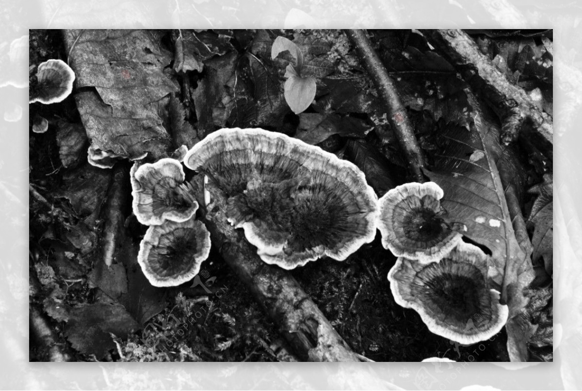 野生菌类图片