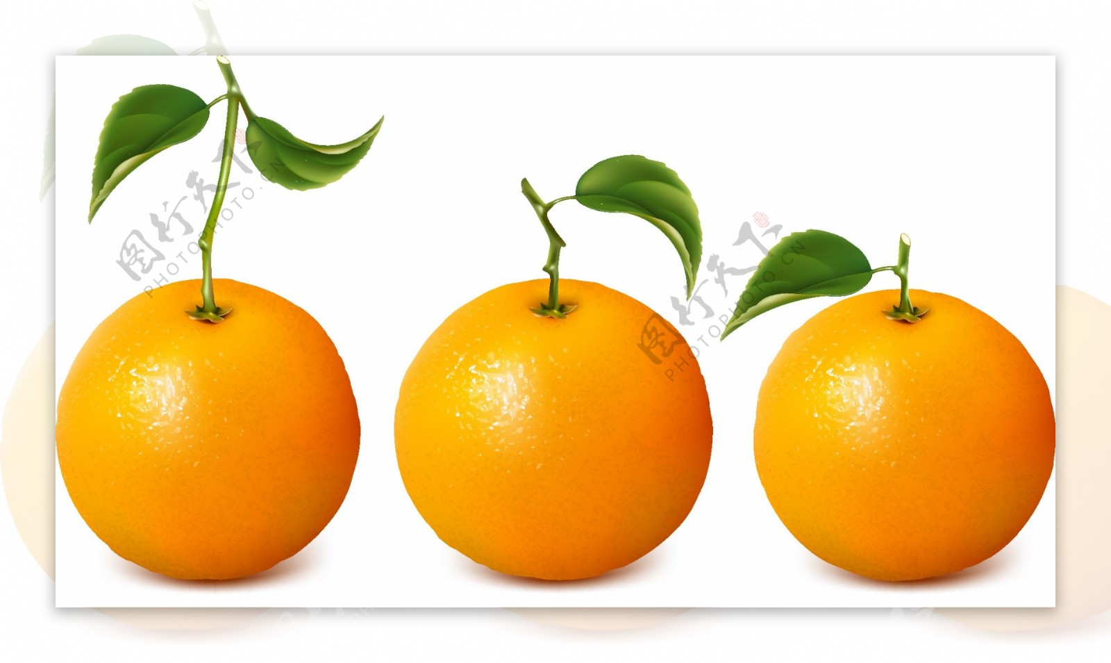 新鲜的橙子矢量素材适用于新鲜橙图片