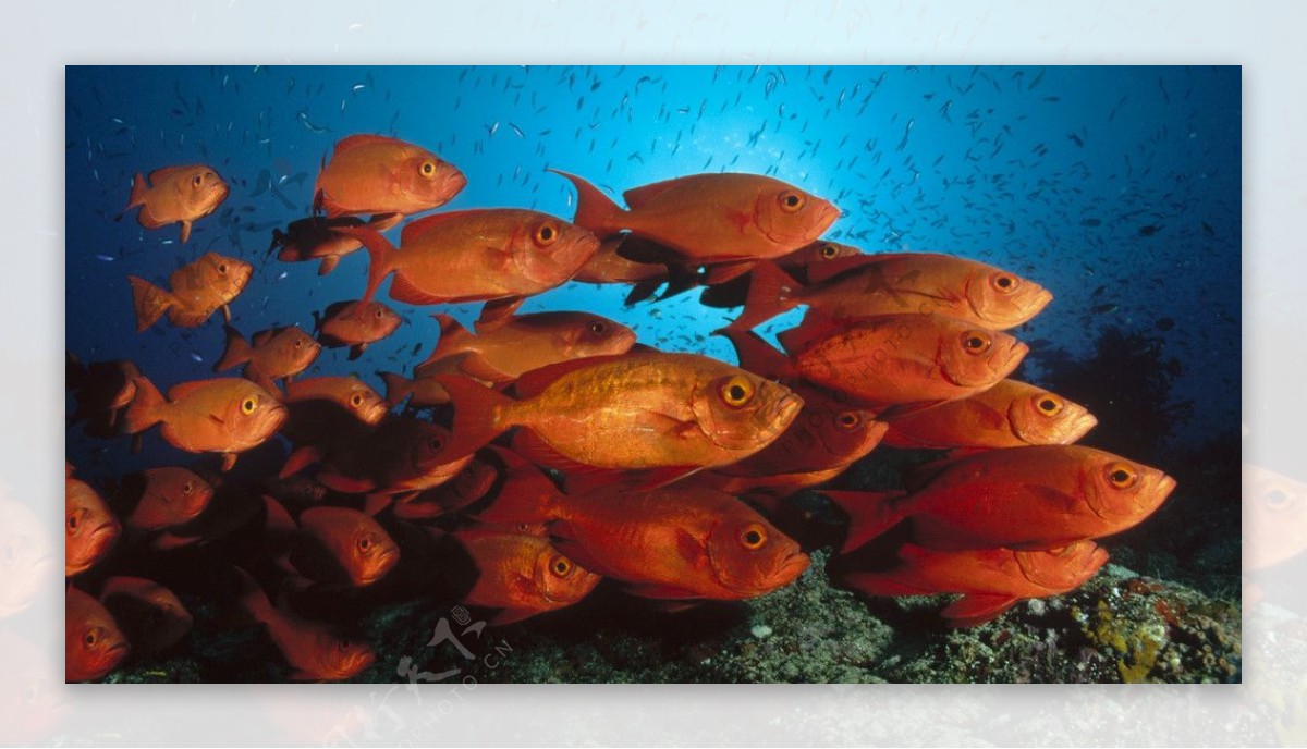 金鱼海底世界图片