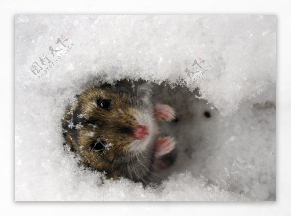 冬鼠图片