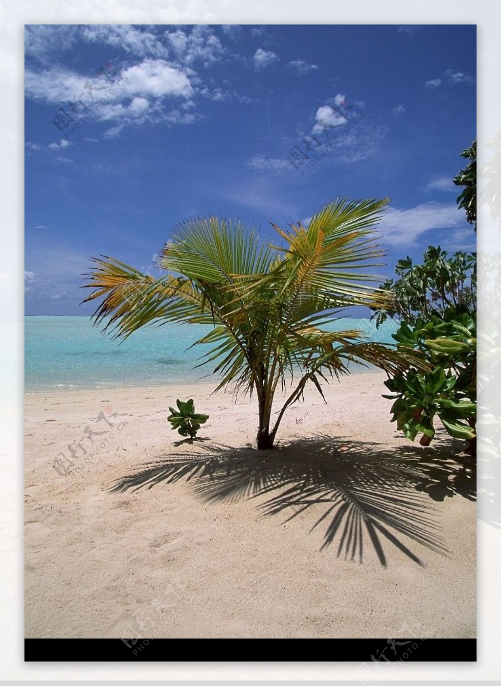 海滩上的海枣树图片