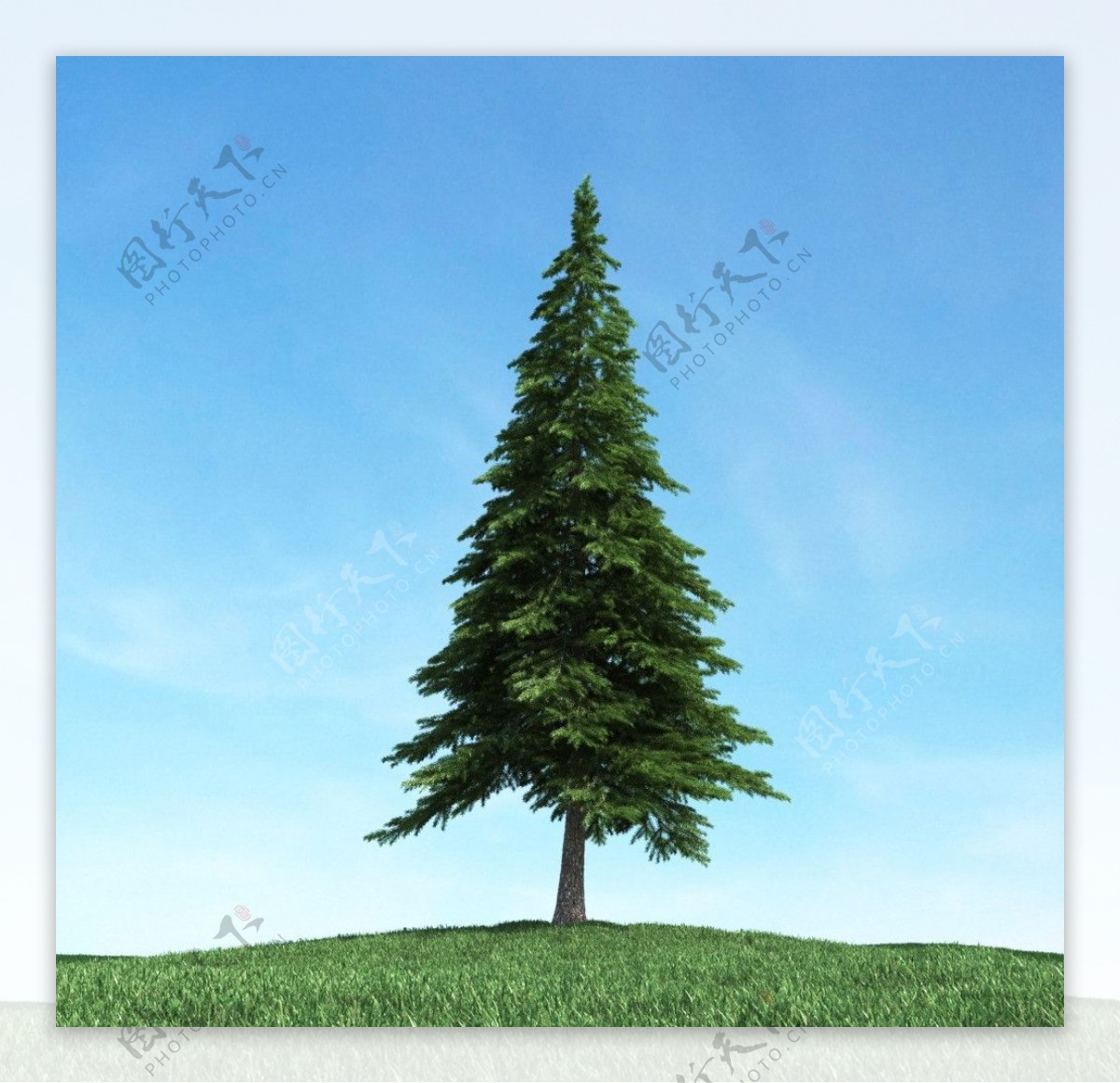 树木高大植物模型图片