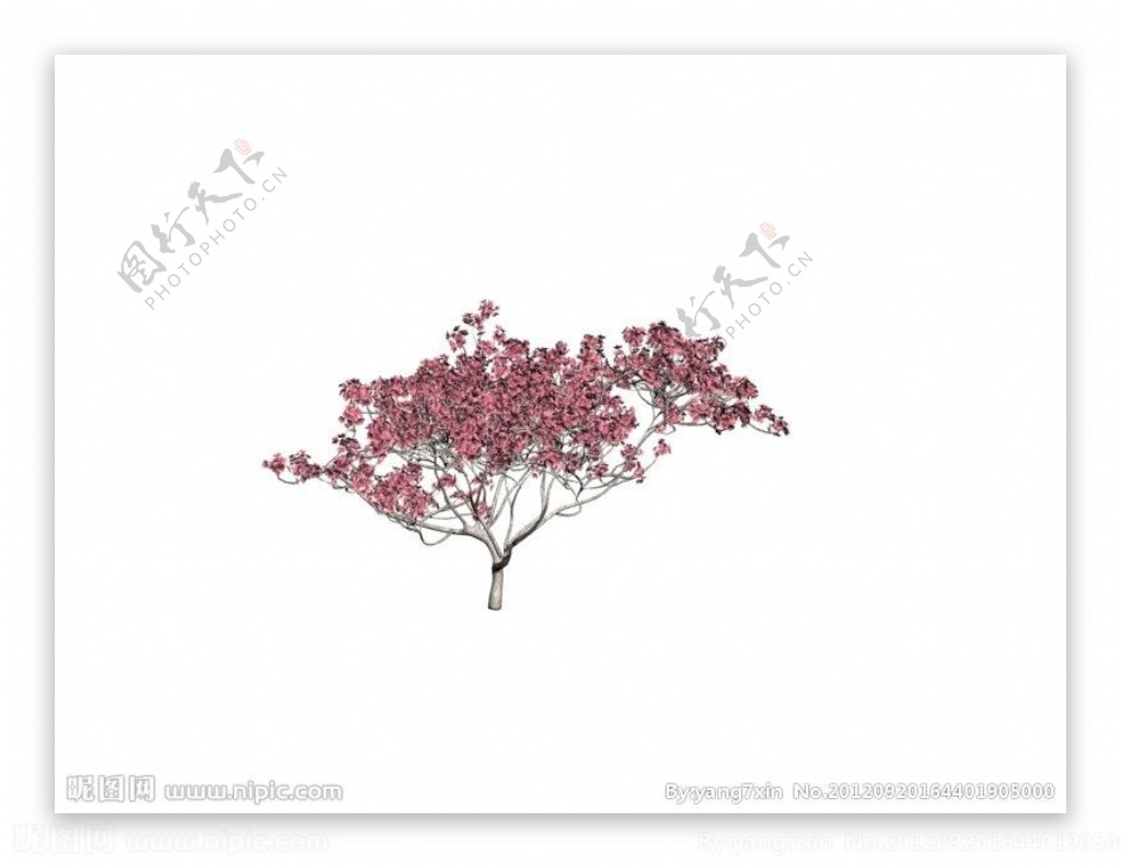 樱花树模型图片