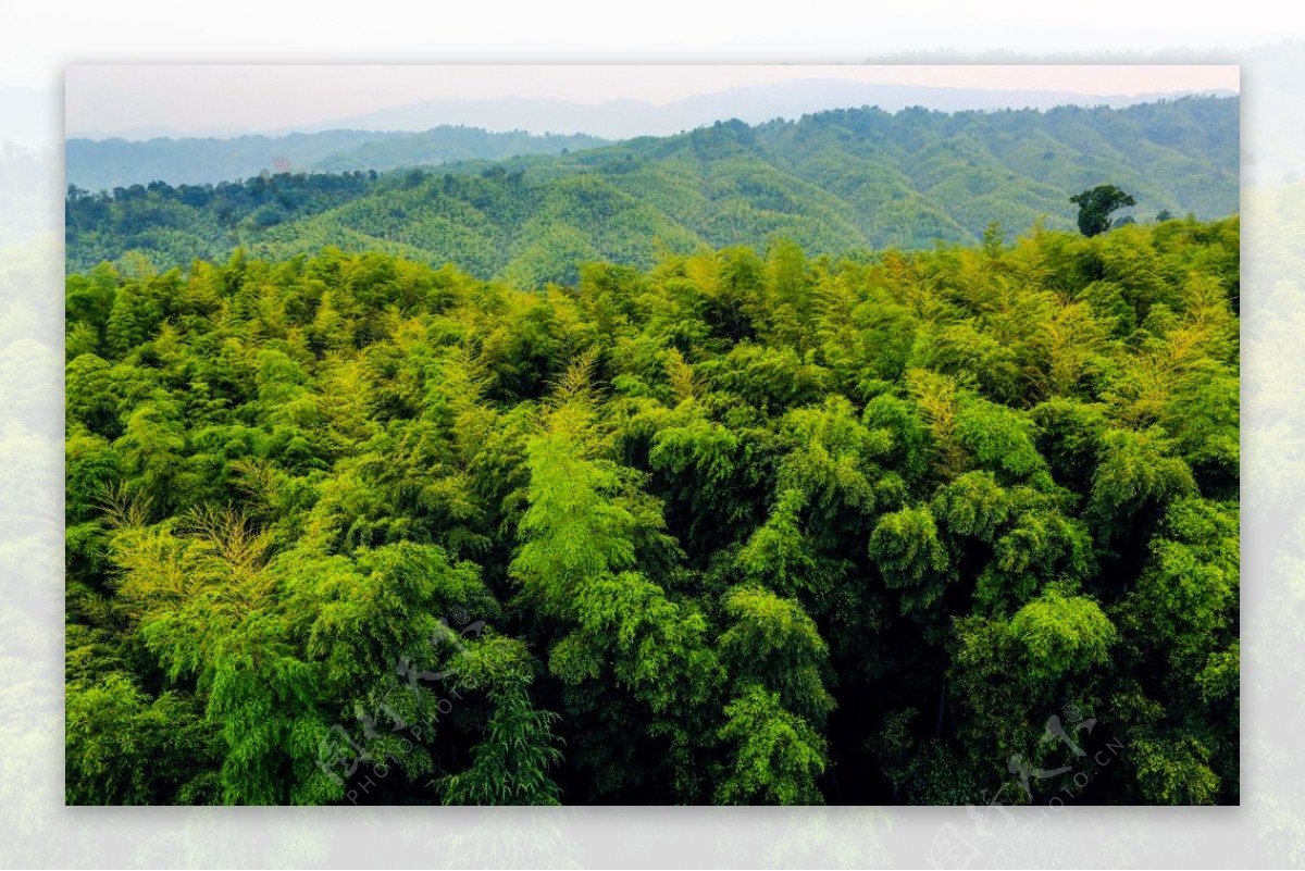 竹海国家森林公园图片