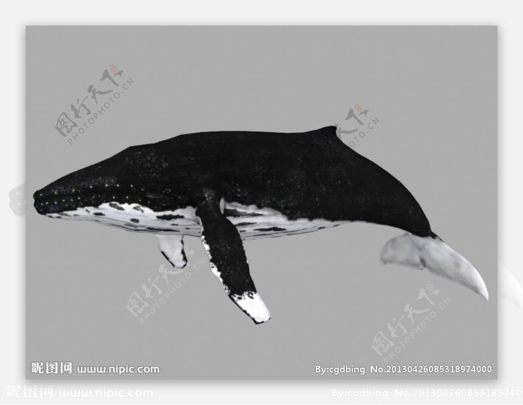 驼背鲸模型加骨骼动画图片