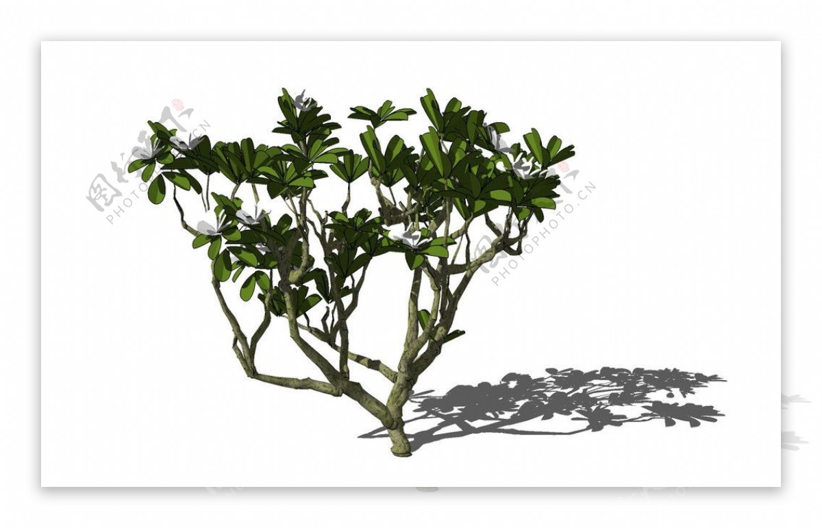 玉兰树3d模型图片