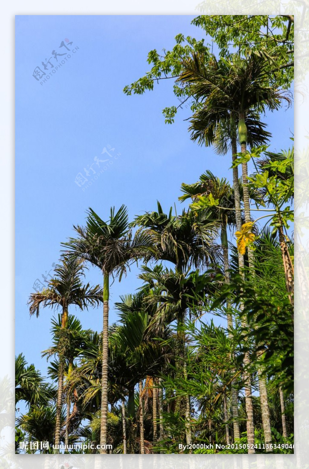 槟榔谷图片
