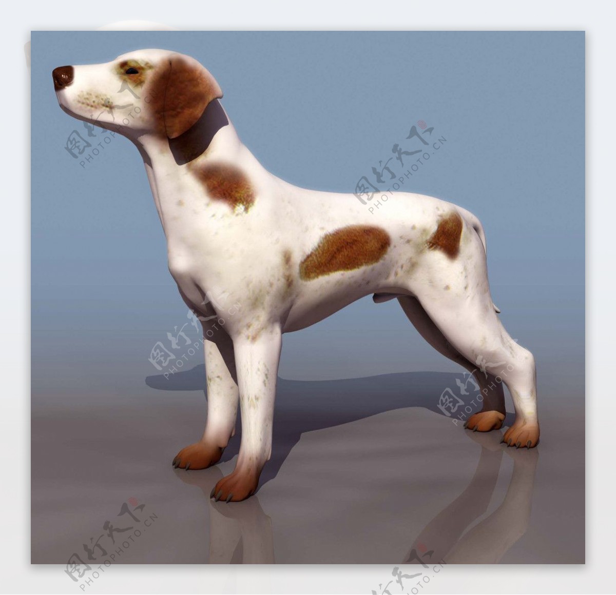 3d模型狗Braco图片