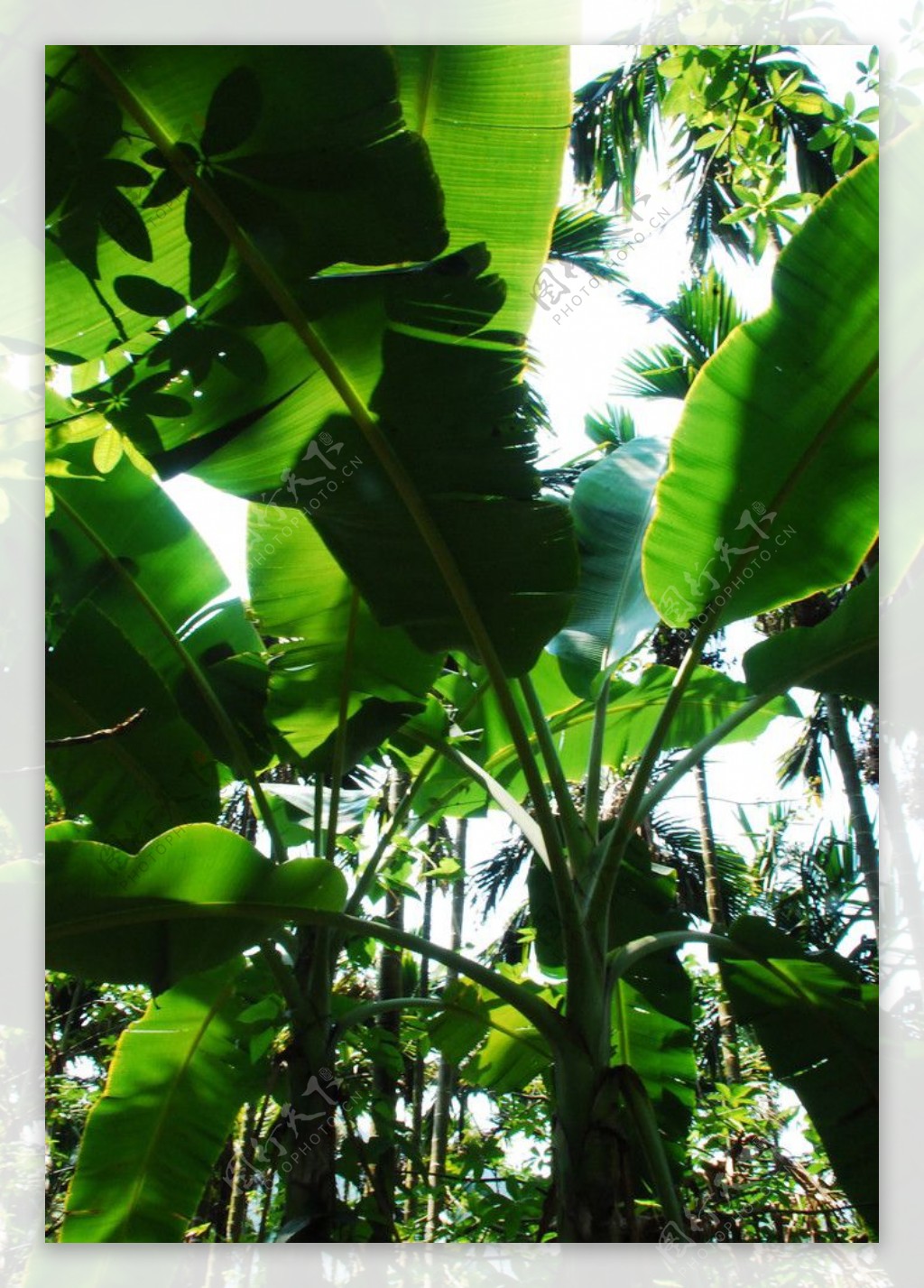 吕宋岛热带丛林景色图片
