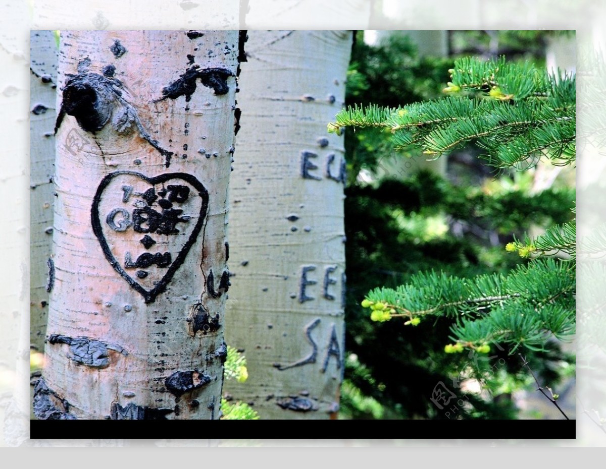 情人节心型树木图片