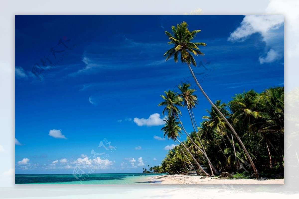 椰子树边的沙滩图片