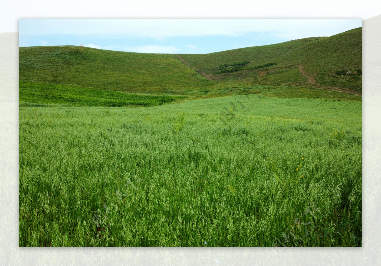 草原的燕麦田图片