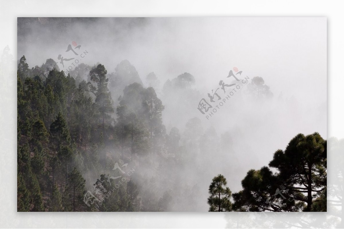 森林的雾图片