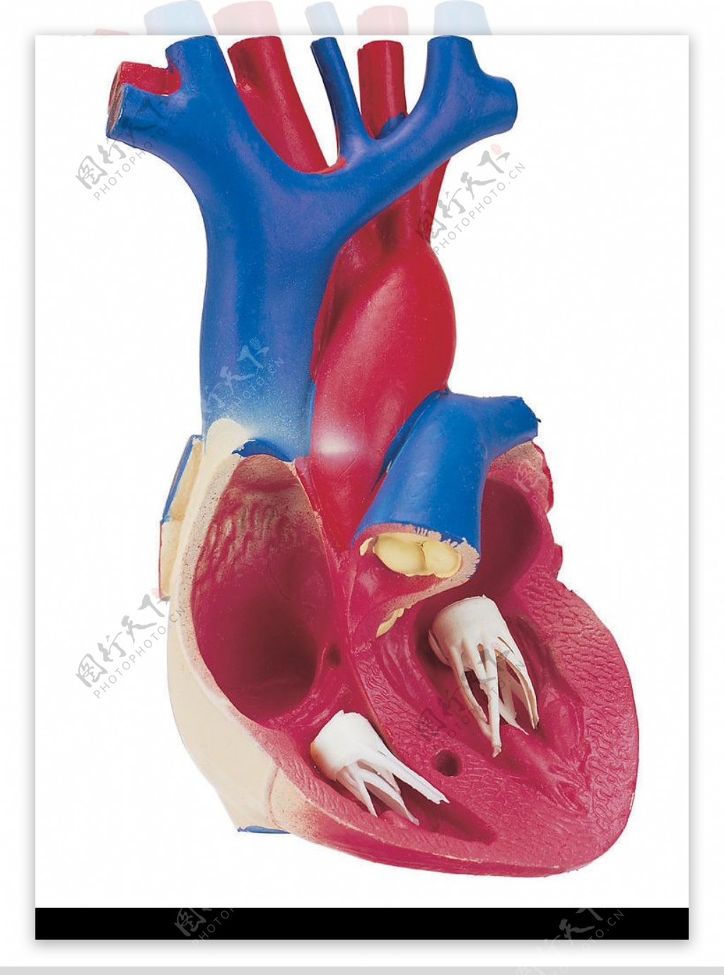 心脏医疗模型图片