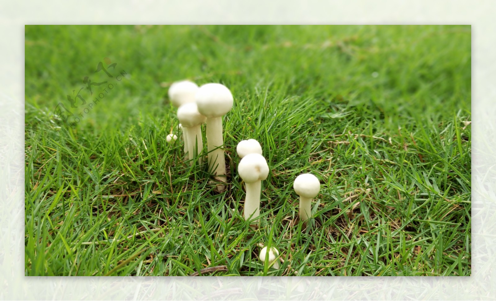 蘑菇 白色的 白蘑菇 - Pixabay上的免费照片 - Pixabay
