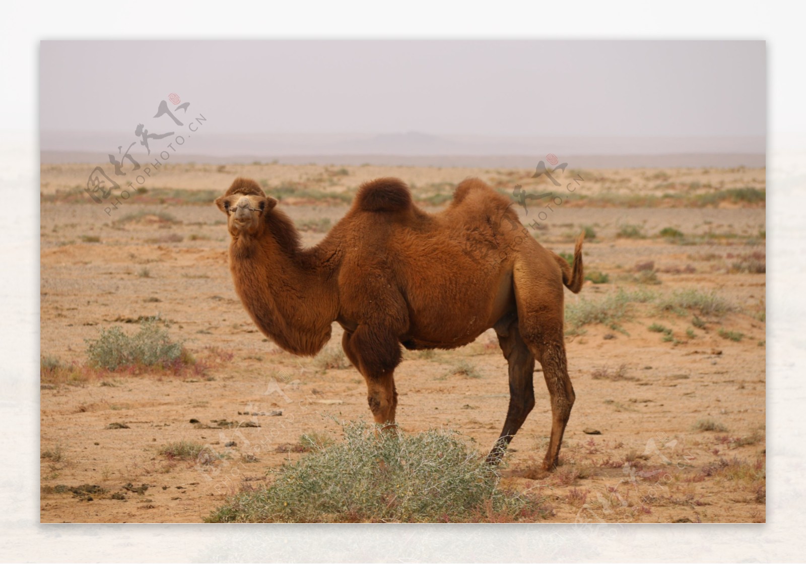 【高清图】野骆驼~-中关村在线摄影论坛