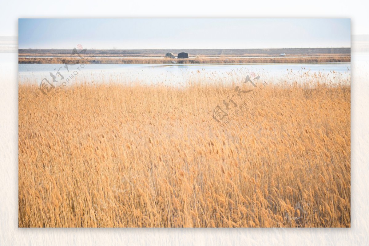 湿地芦苇图片