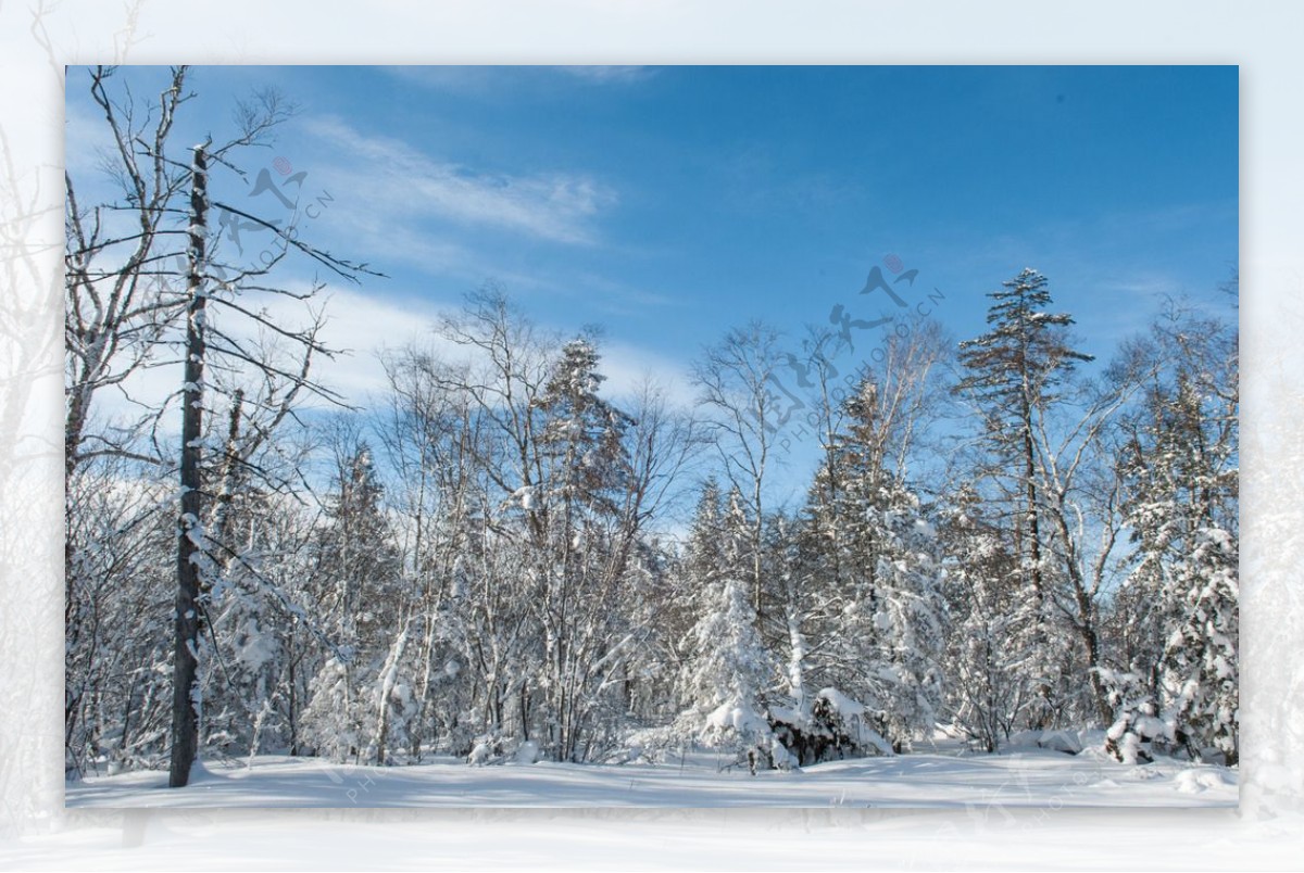 冬季森林雪景图片