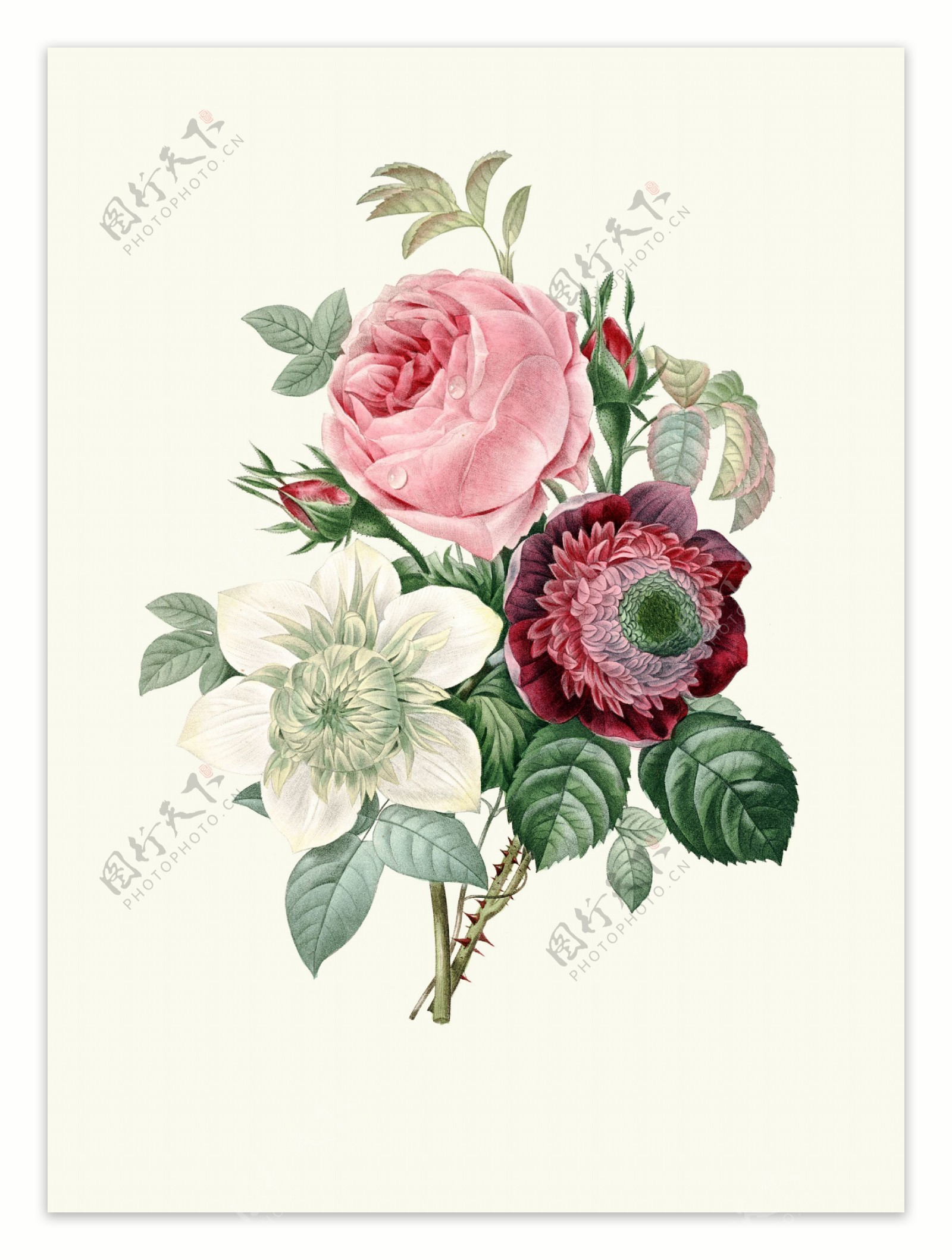 欧式手绘玫瑰花图片