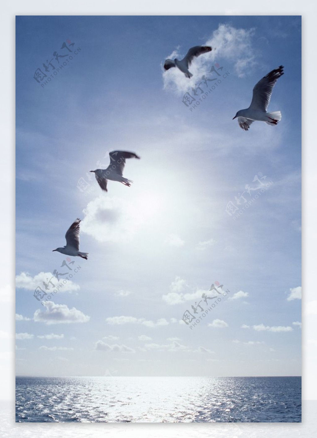 海鸥大海蓝天白云风景图片