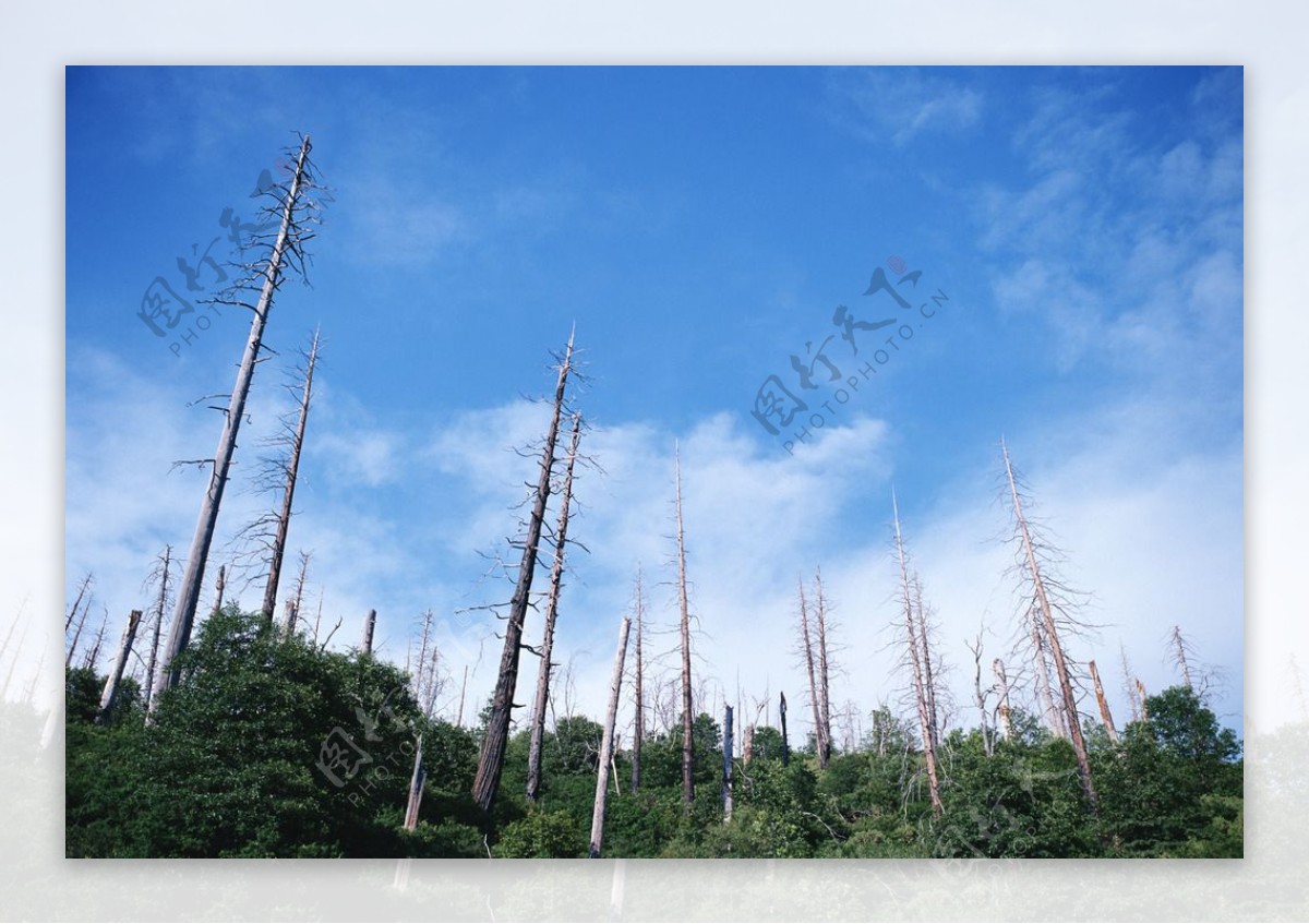 树木蓝天白云风景图片