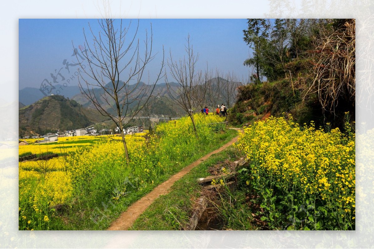 家朋油菜花图片