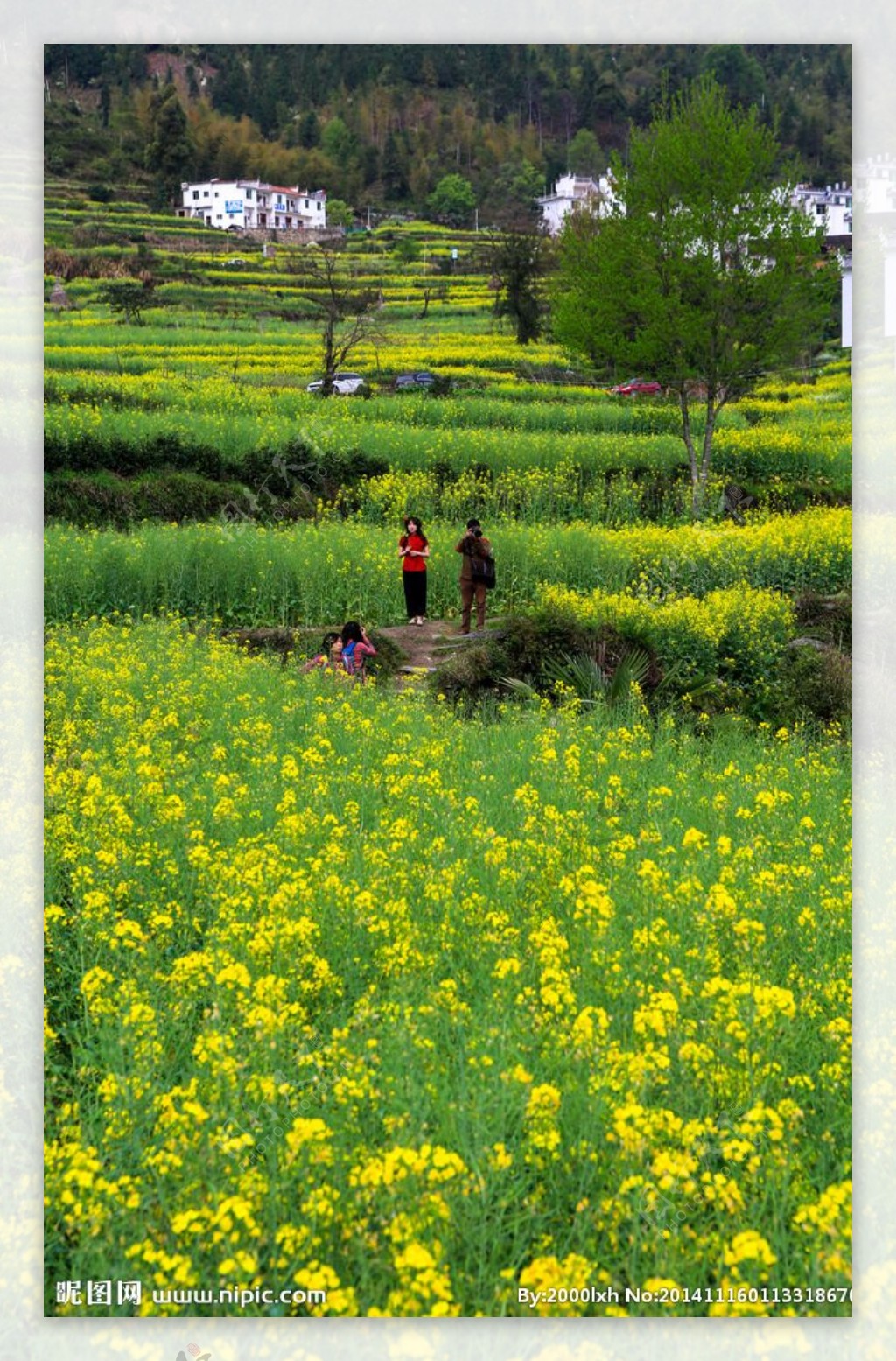 江岭梯田油菜花图片