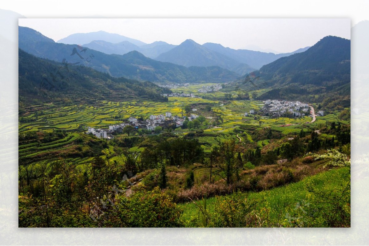 江岭梯田油菜花图片