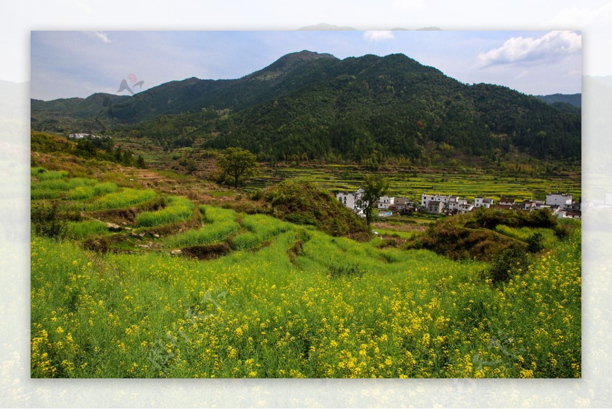 江岭梯田油菜花图片