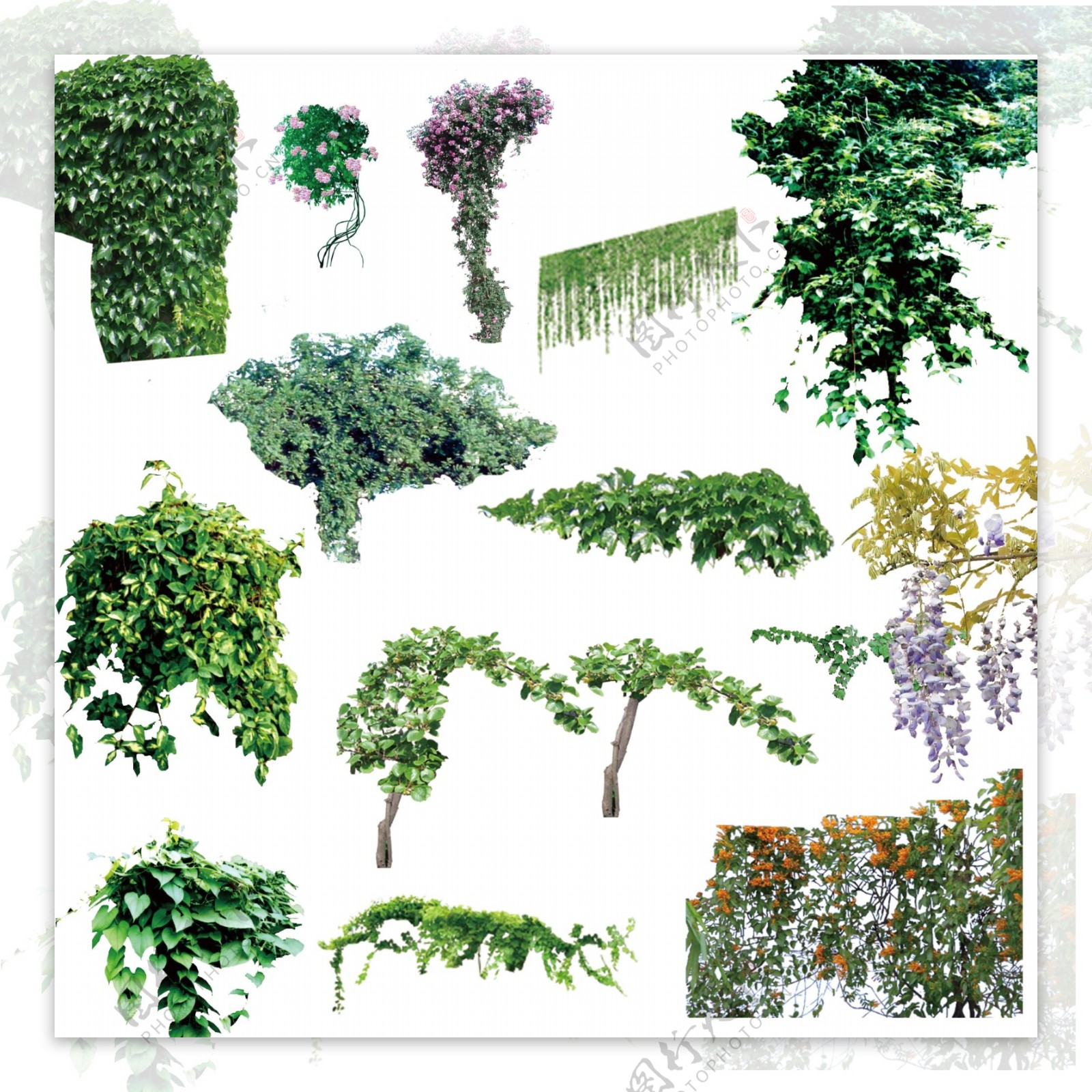 各类藤本植物图片