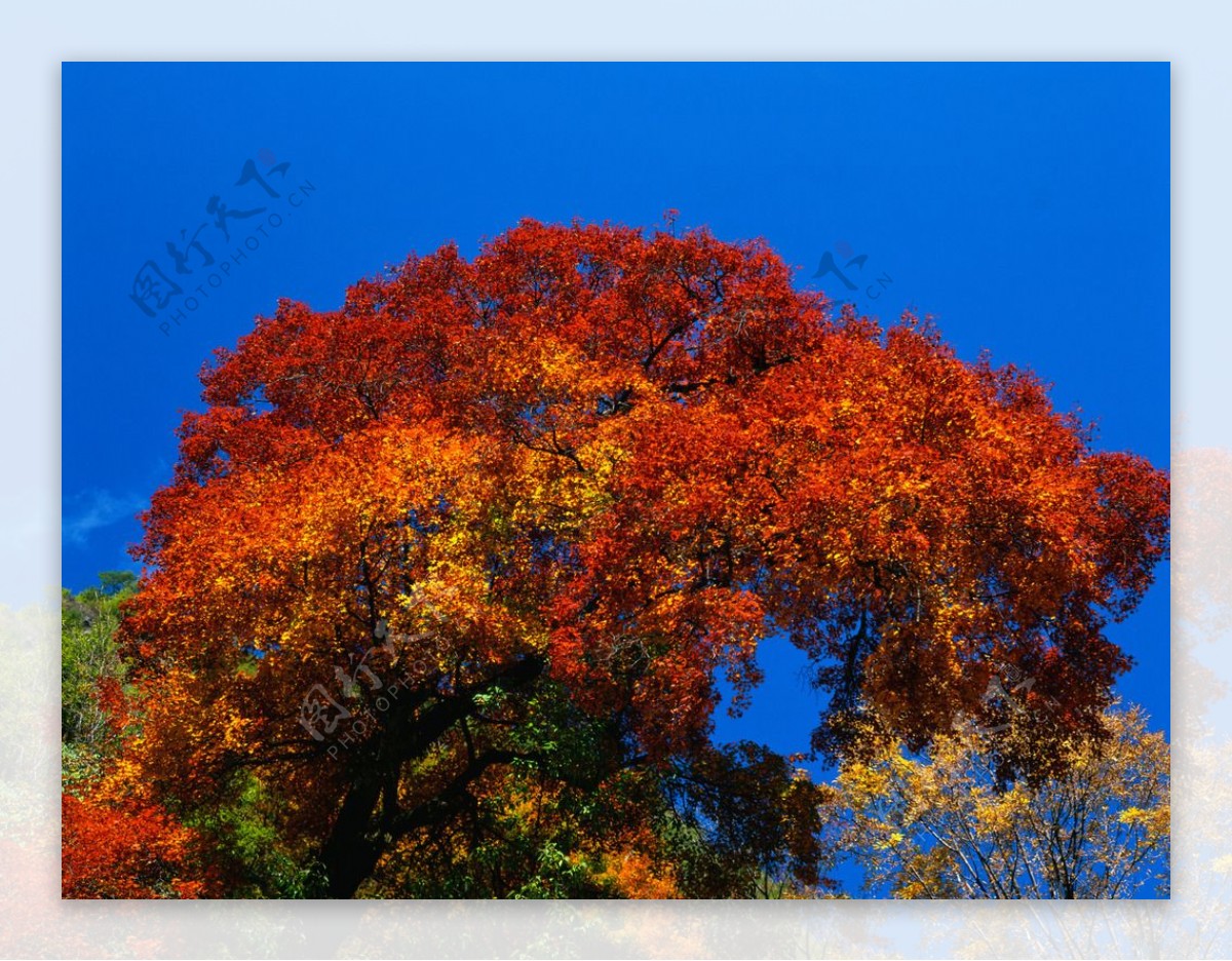绿意盎然树枝植物树木仰拍高清图片下载-正版图片500119104-摄图网