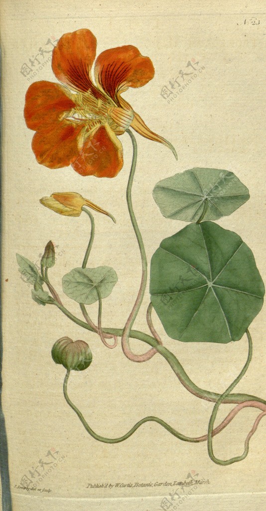 花类图鉴植物图片