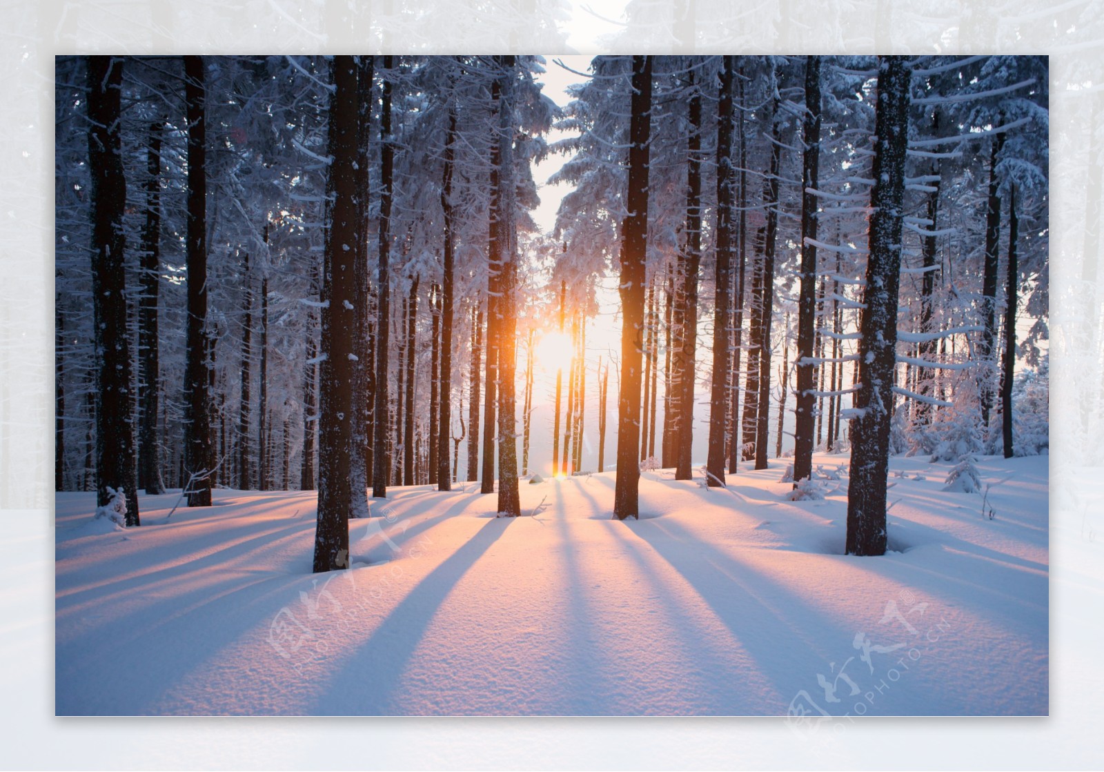 冬天阳光树木和白雪摄影图高清摄影大图-千库网