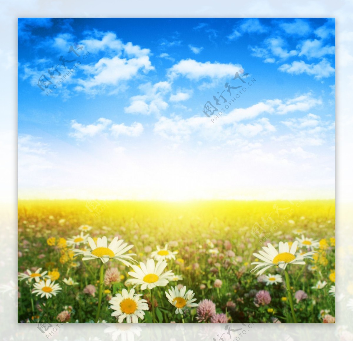 蓝天白云花卉图片