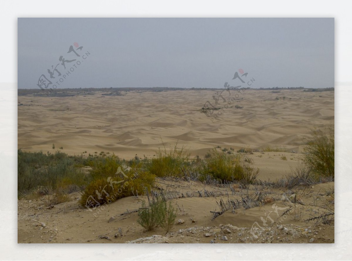 沙漠中的绿洲图片