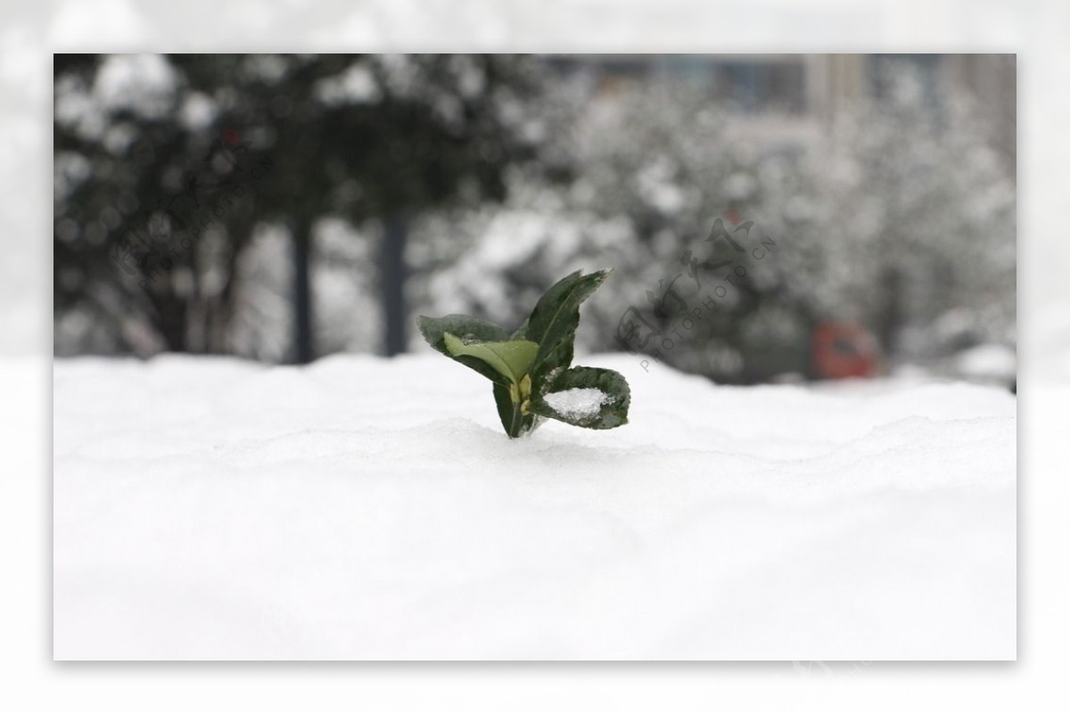 雪景图片