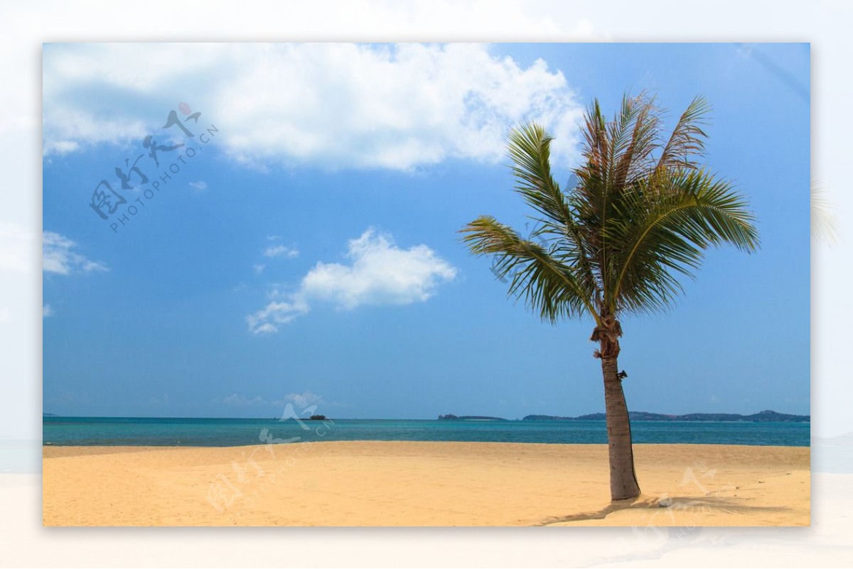 海滩海边沙滩椰子树热带图片