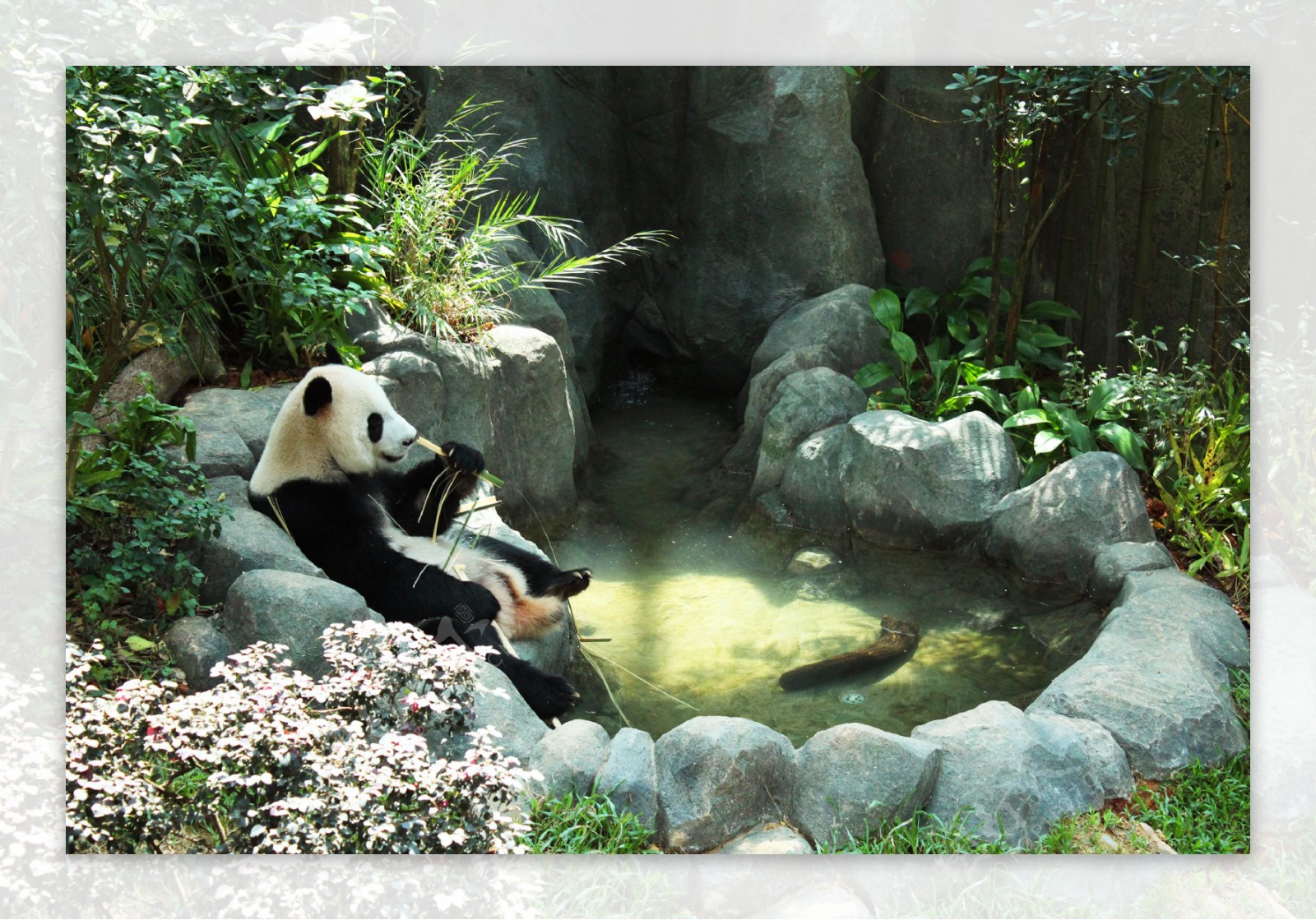 河川生态园大熊猫竹林图片