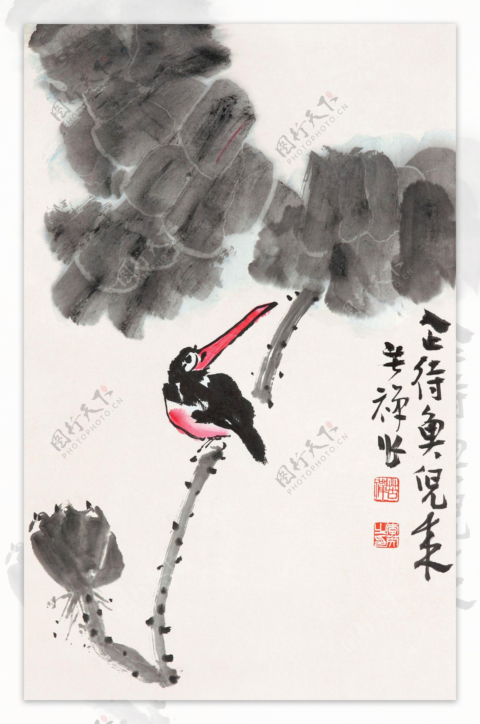 荷塘翠鸟图片