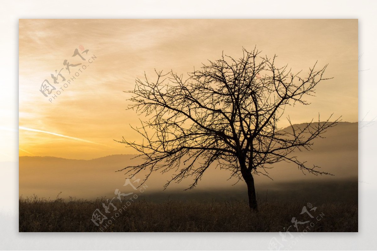 黄昏孤树图片