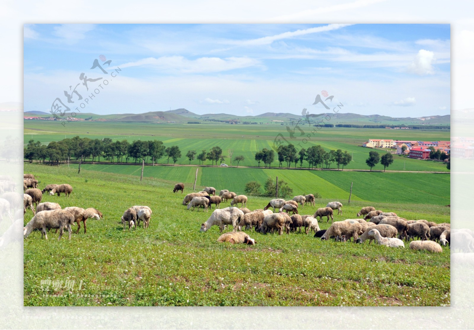 新疆牧场图片