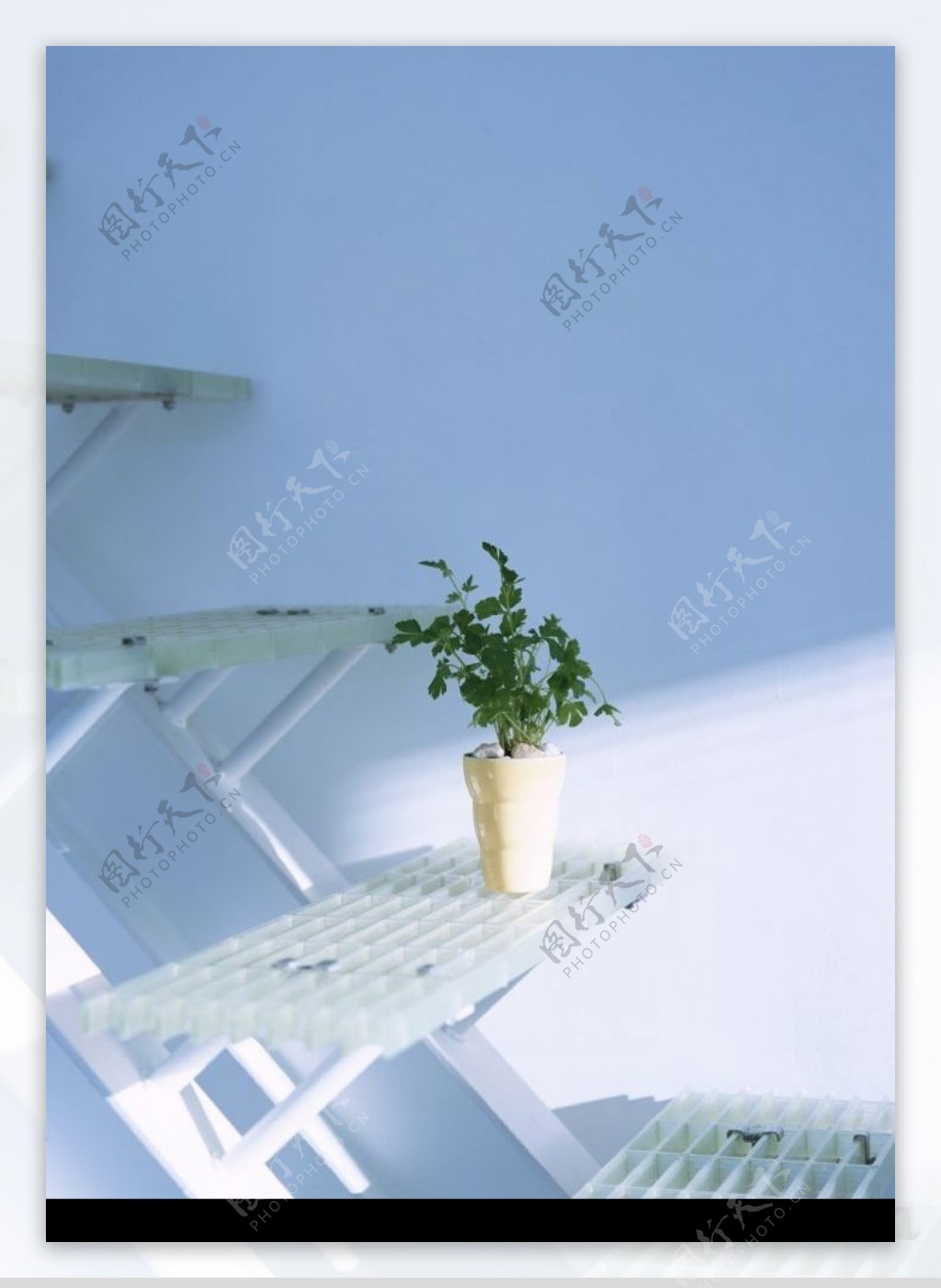 室内植物图片